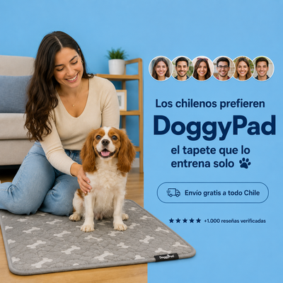 Doggypad – Olvídate de limpiar pipí para siempre