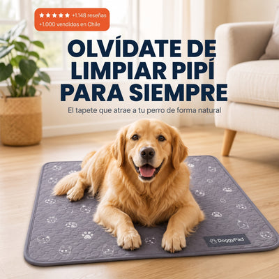 Doggypad – Olvídate de limpiar pipí para siempre